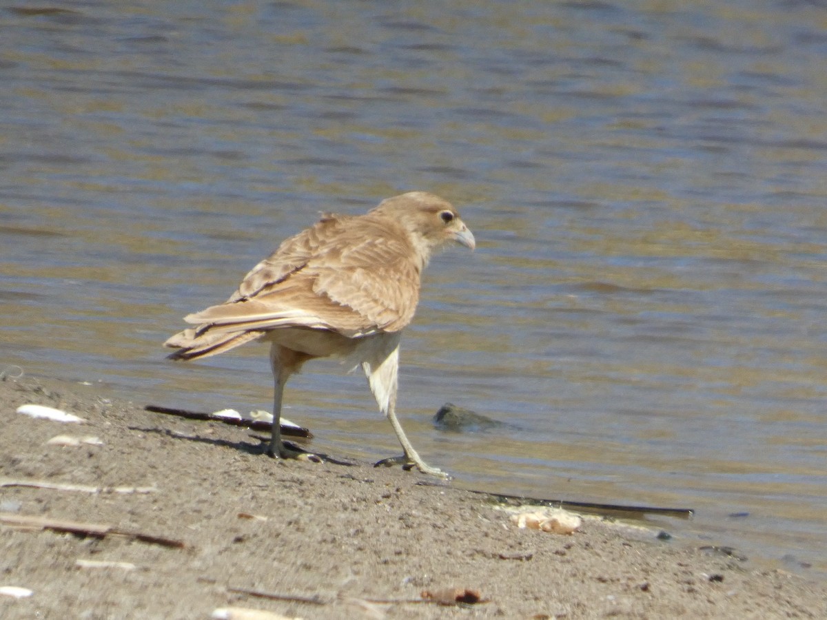 Chimango Caracara - ML644447084