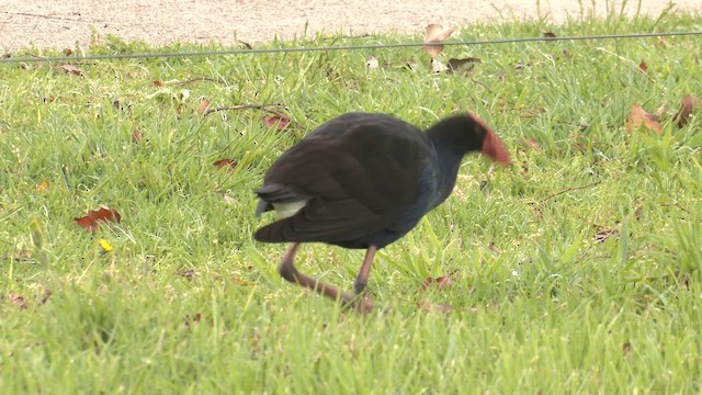 Australasian Swamphen - ML644447087