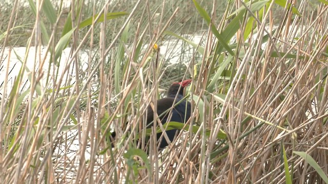 Australasian Swamphen - ML644447097