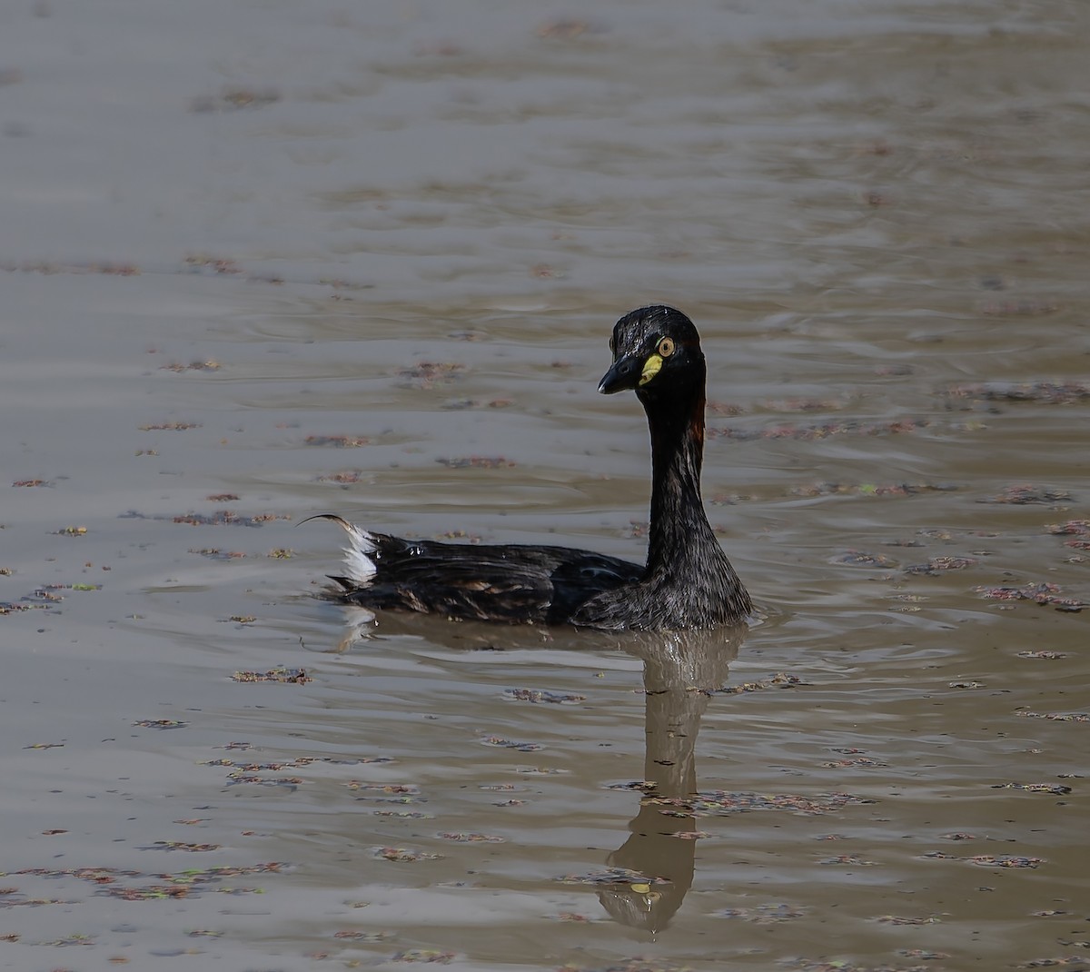 Australasian Grebe - ML644447111