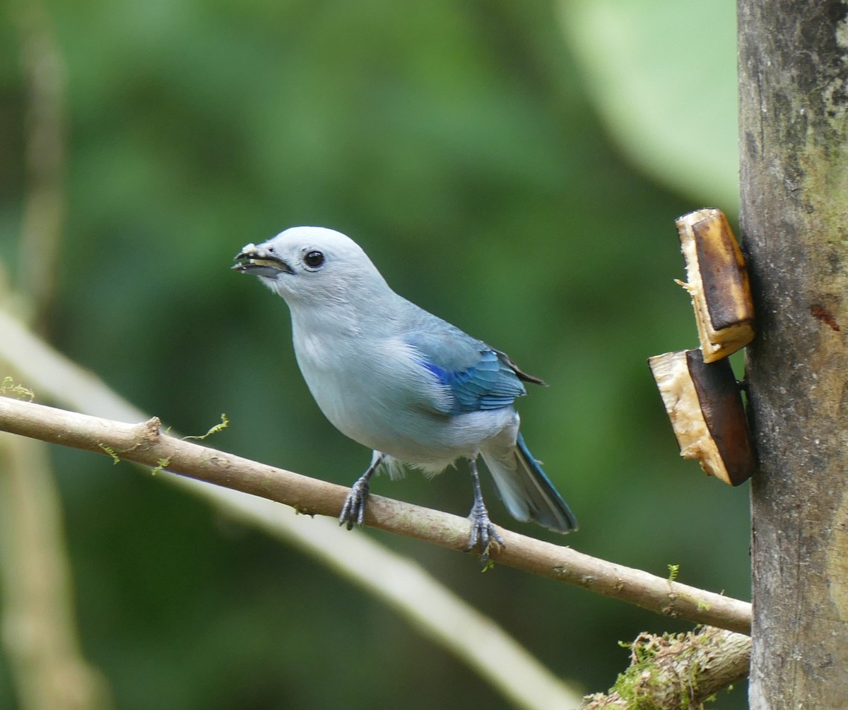 Blue-gray Tanager - ML644447127