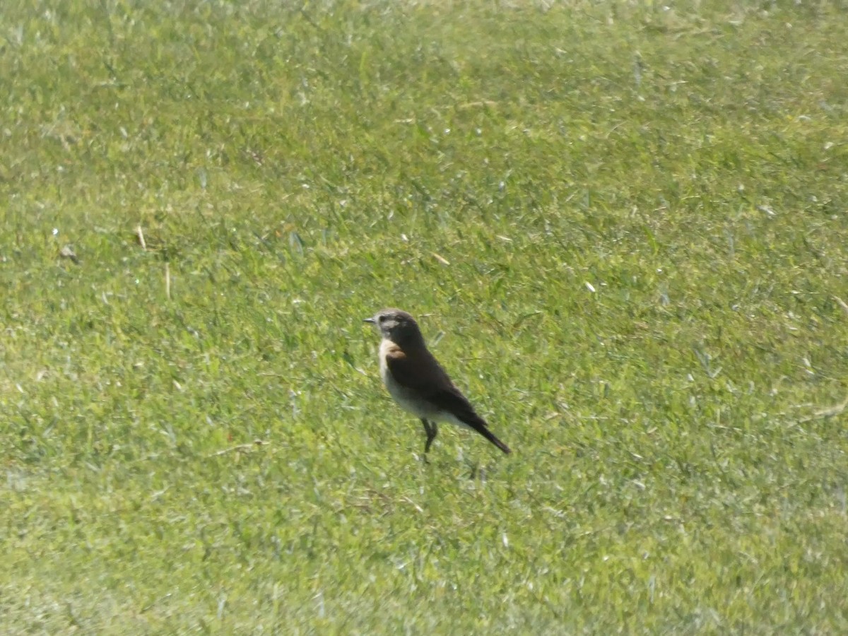 Austral Negrito - ML644447130