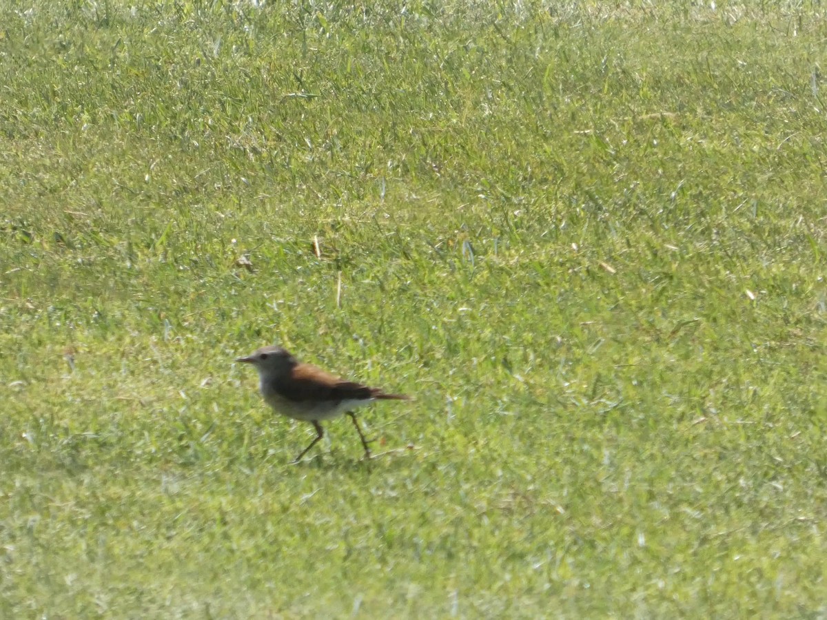 Austral Negrito - ML644447131