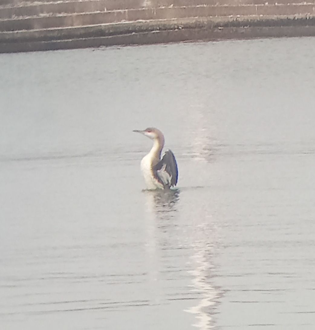 Prachttaucher - ML644447137