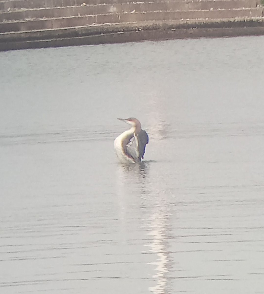 Prachttaucher - ML644447138