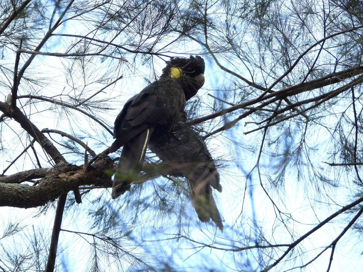 キイロオクロオウム - ML644447142