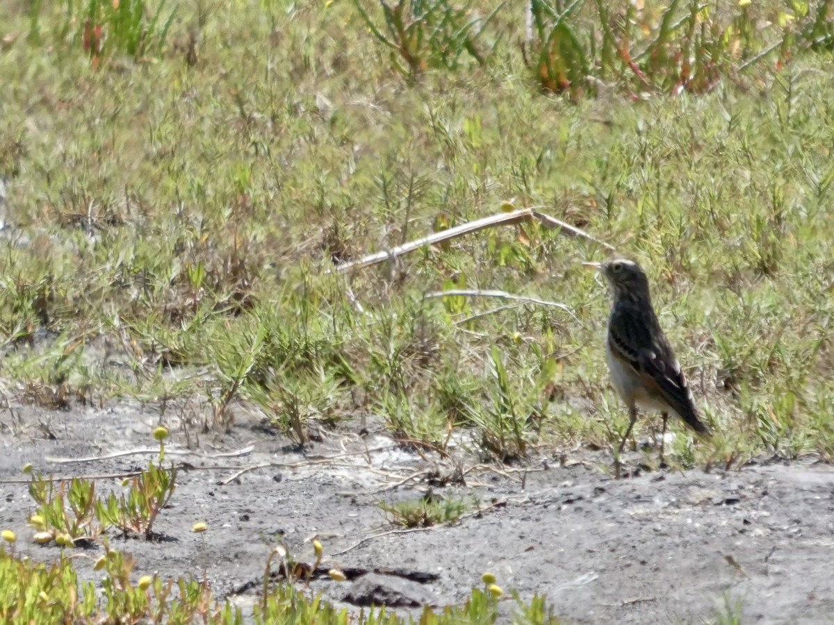 Spectacled Tyrant - ML644447150