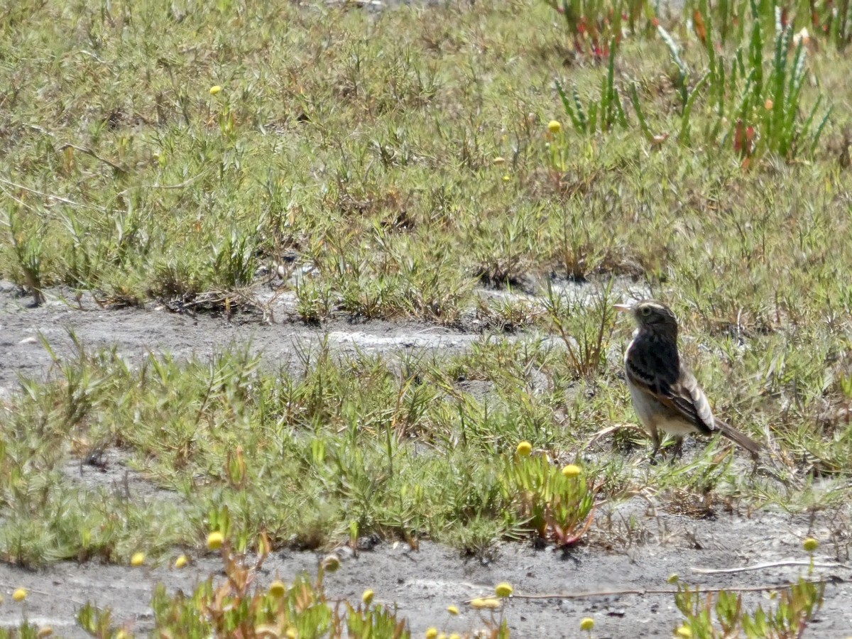 Spectacled Tyrant - ML644447151