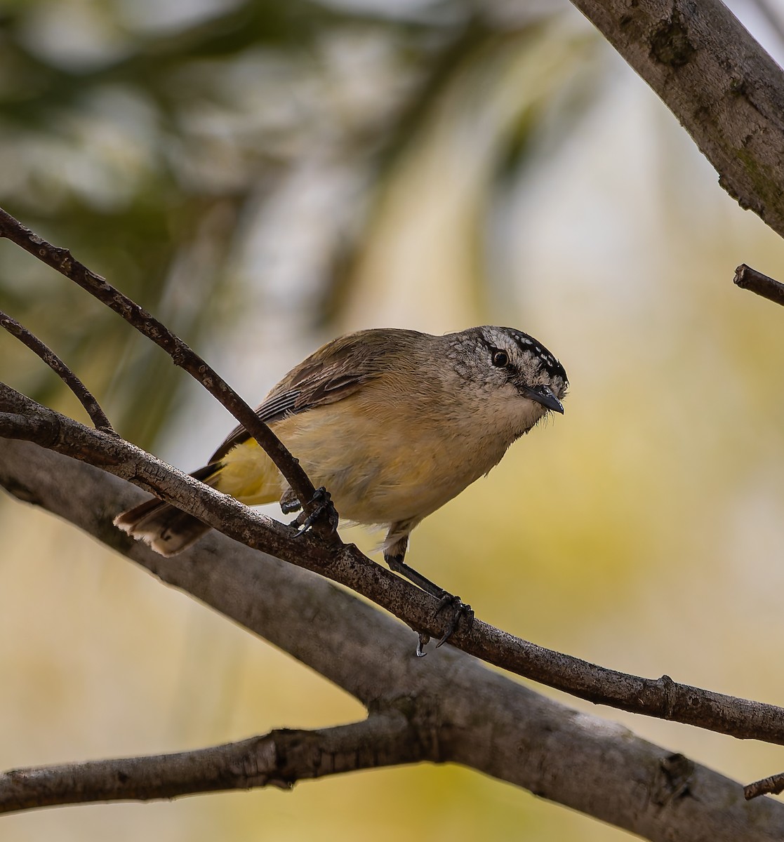 コモントゲハシムシクイ - ML644447161