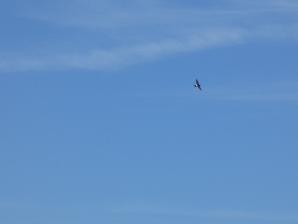 Chilean Swallow - ML644447169