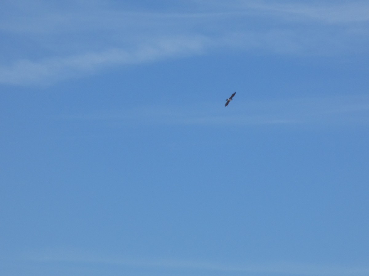 Chilean Swallow - ML644447170