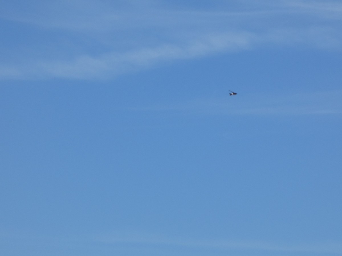 Chilean Swallow - ML644447171