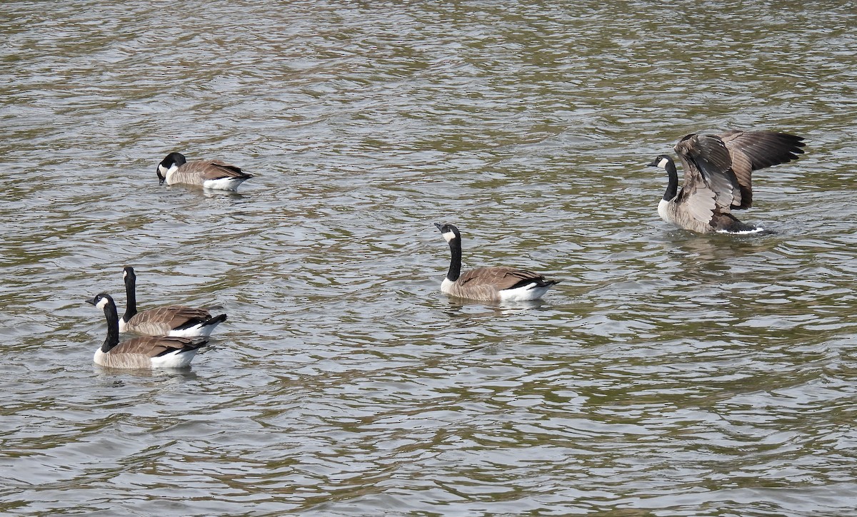 Branta kanadar handia - ML644447173