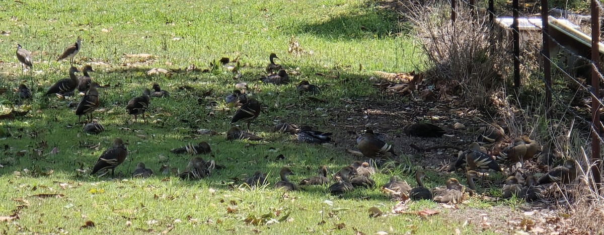 Plumed Whistling-Duck - ML644447180