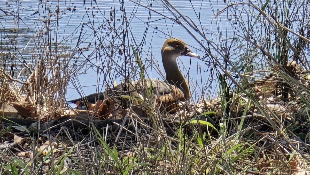 Plumed Whistling-Duck - ML644447181
