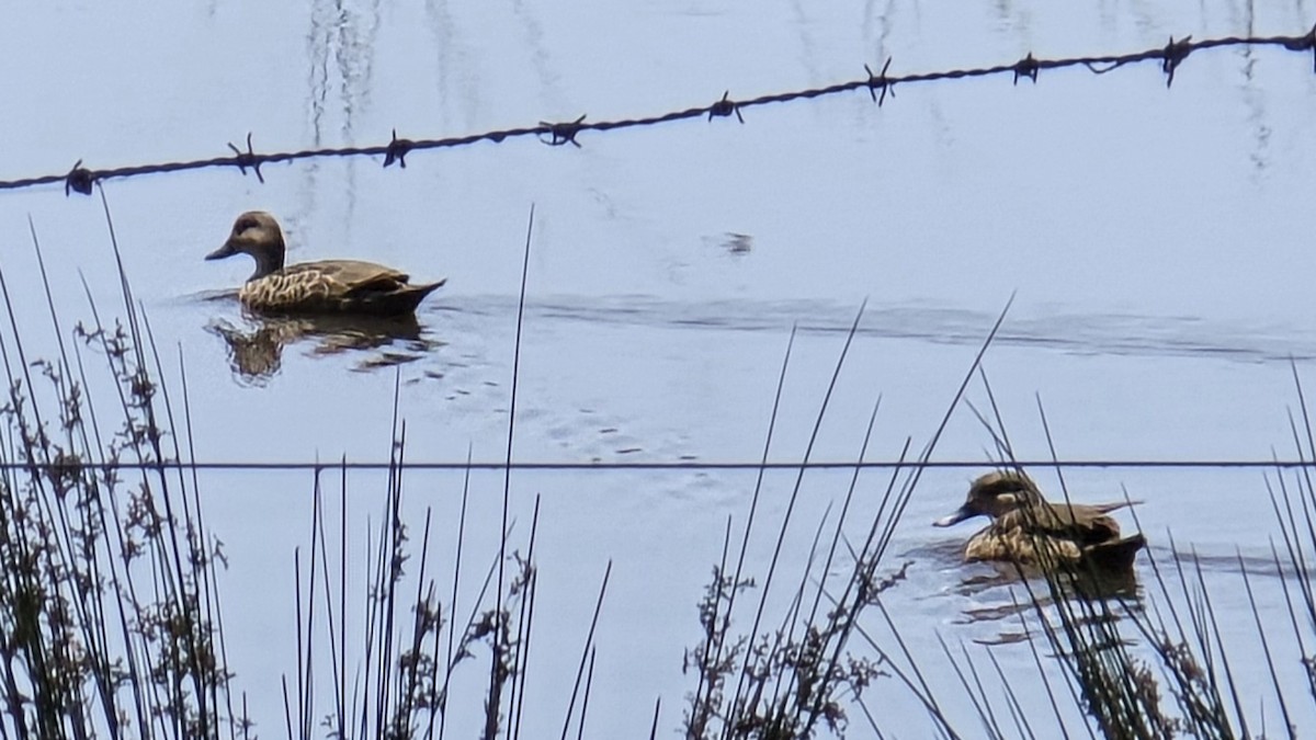 Gray Teal - ML644447187