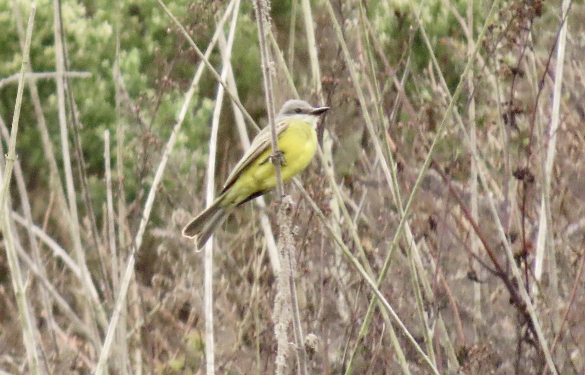 Tropical Kingbird - ML644447192
