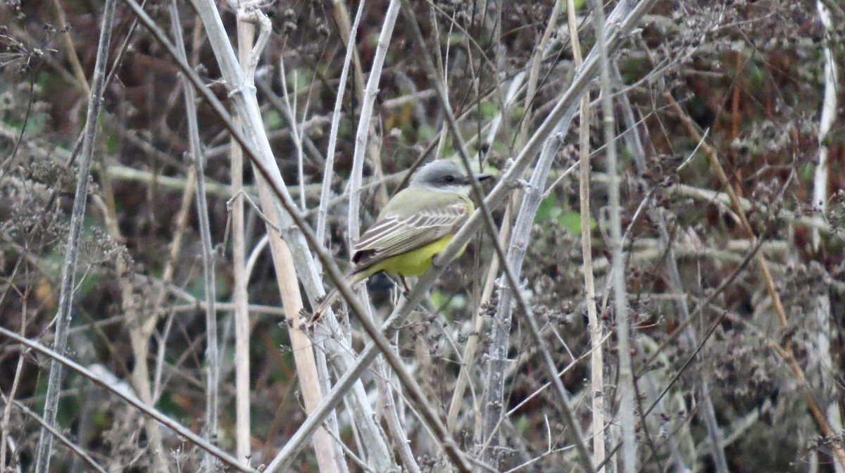 Tropical Kingbird - ML644447196