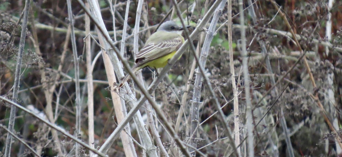 Tropical Kingbird - ML644447197
