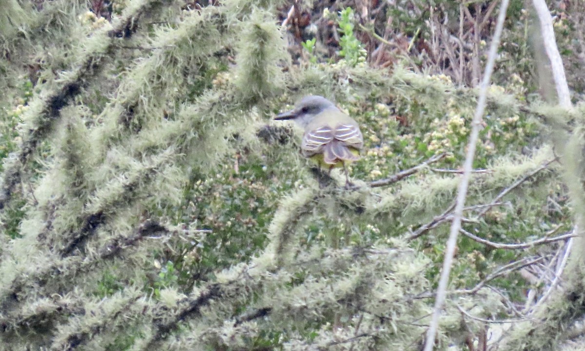 Tropical Kingbird - ML644447202