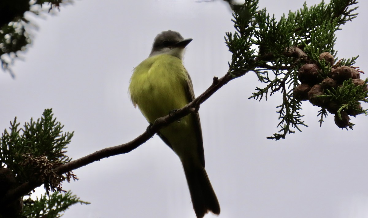 Tropical Kingbird - ML644447206