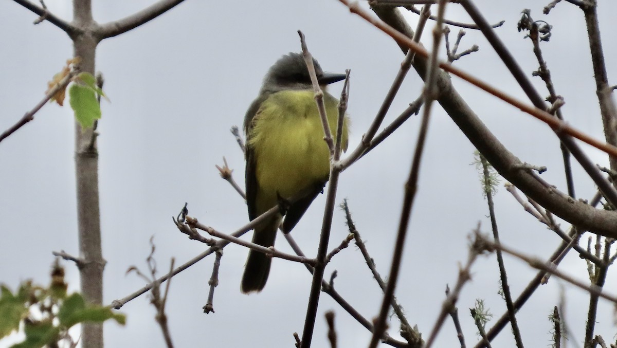 Tropical Kingbird - ML644447207