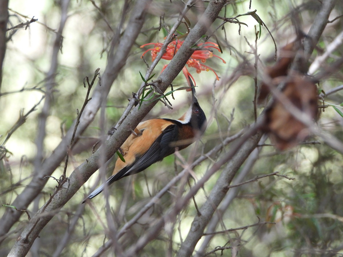 Eastern Spinebill - ML644447211