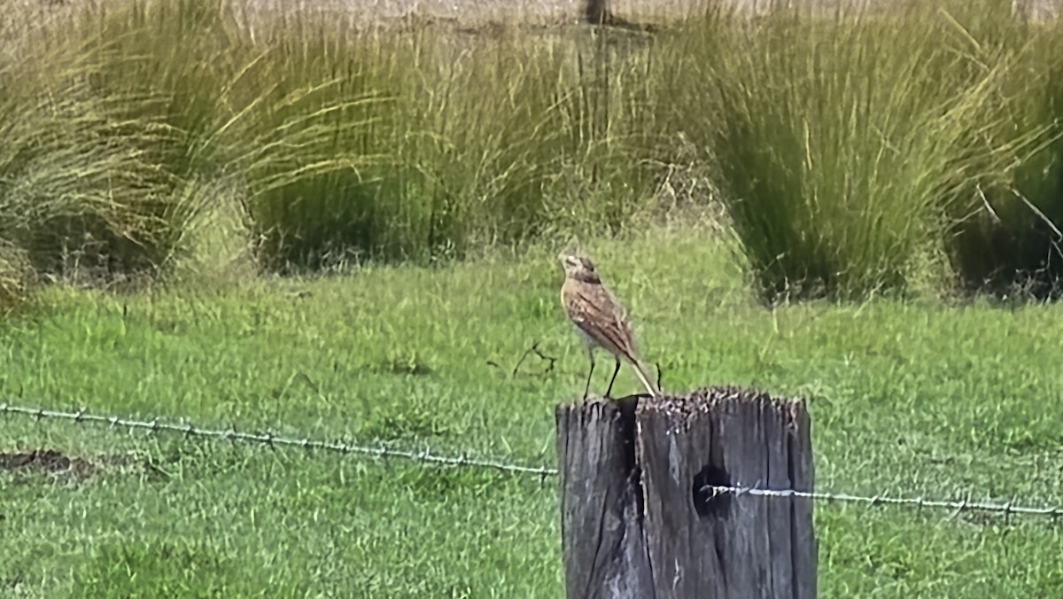 Australian Pipit - ML644447232