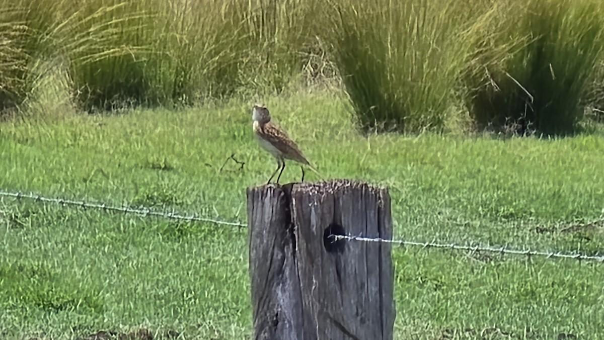 Australian Pipit - ML644447233