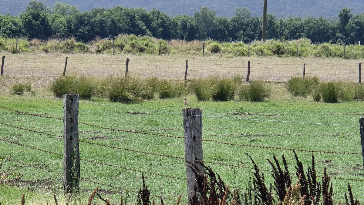 Australian Pipit - ML644447234