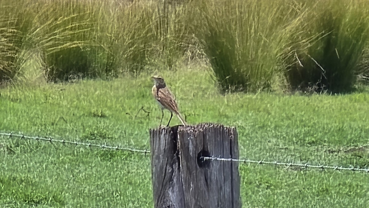 Australian Pipit - ML644447235