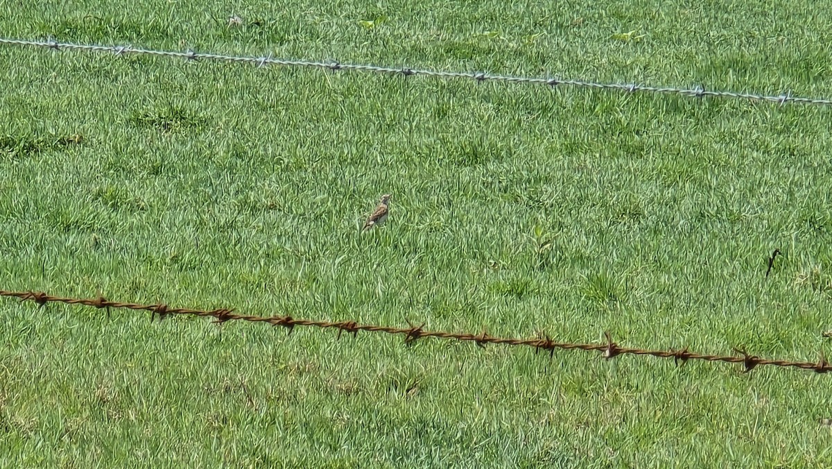 Australian Pipit - ML644447236