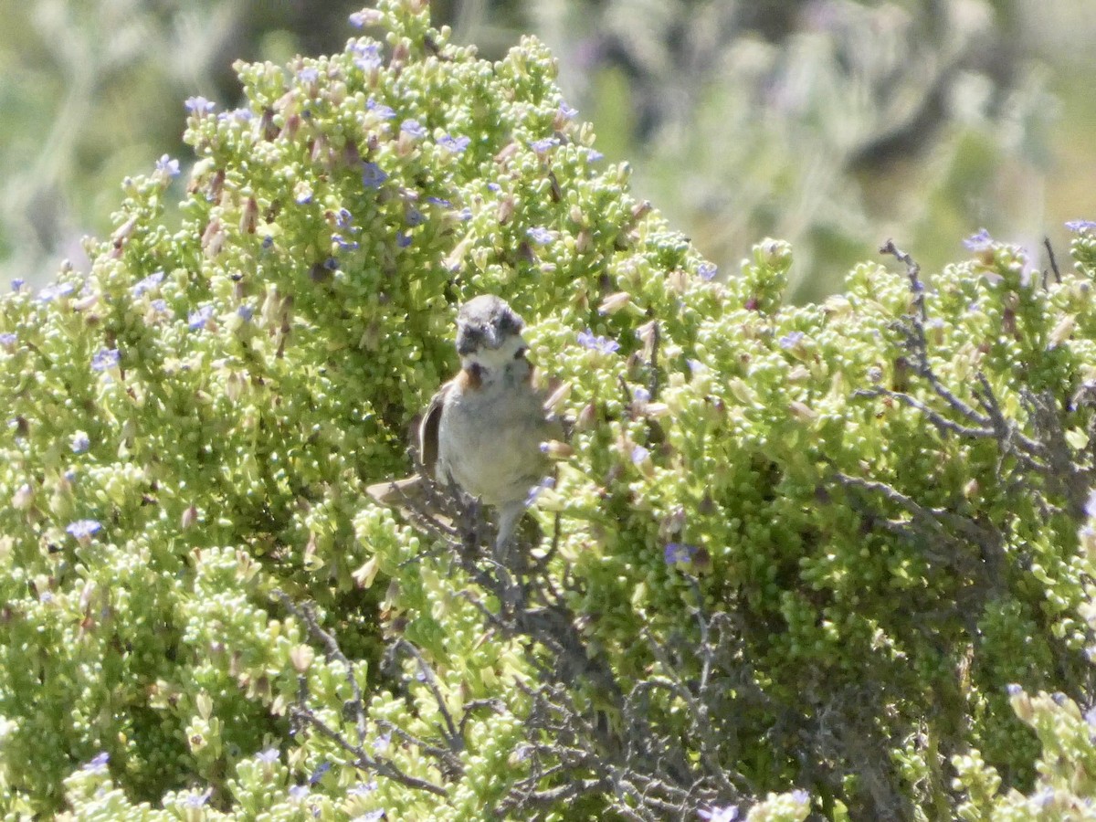 Rufous-collared Sparrow - ML644447237