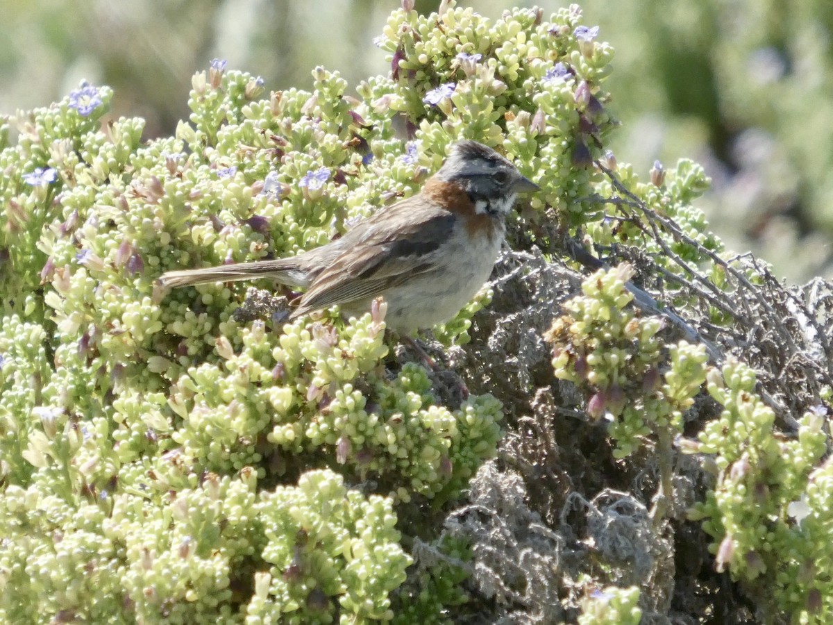 Rufous-collared Sparrow - ML644447238
