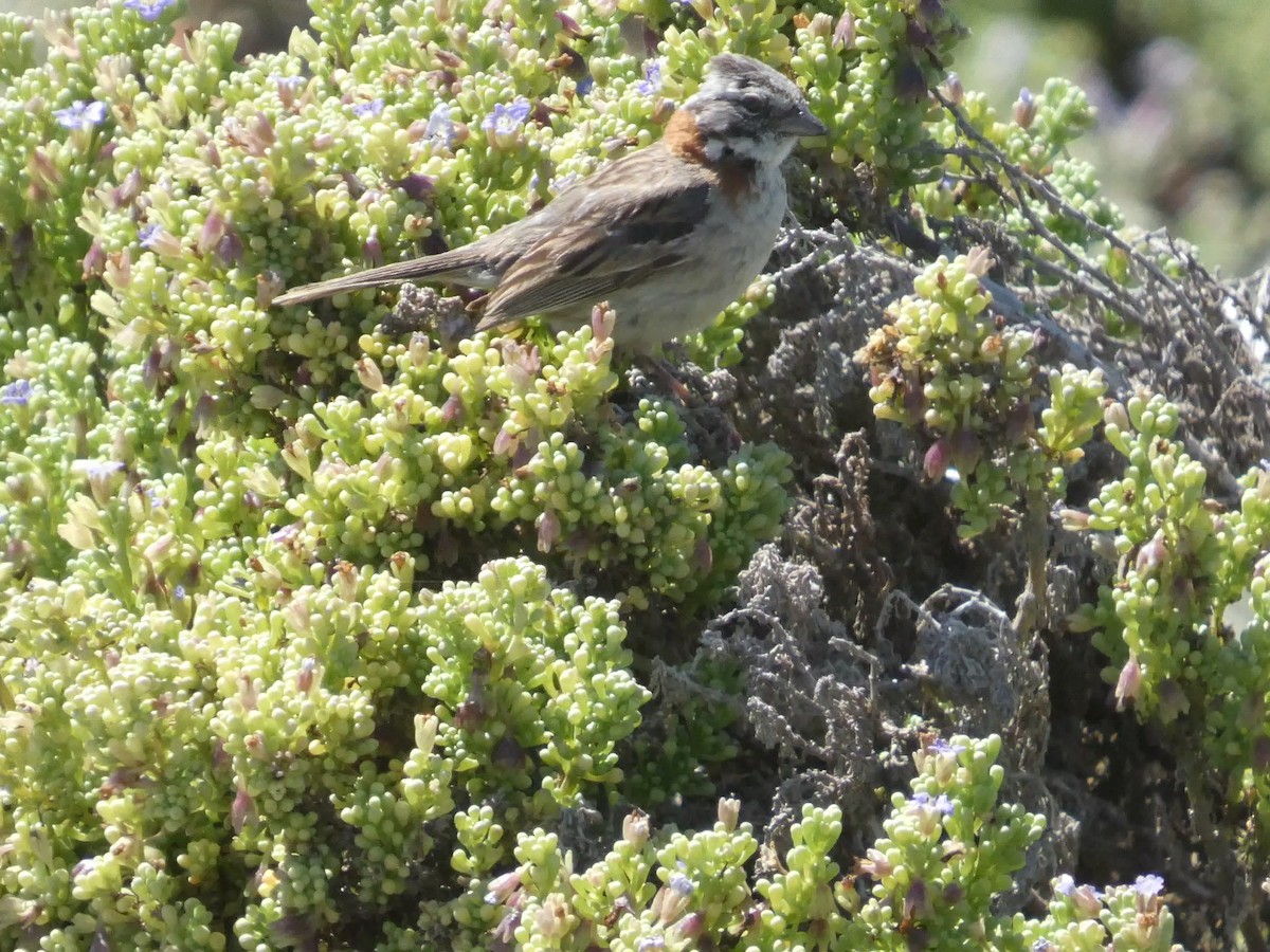 Rufous-collared Sparrow - ML644447239