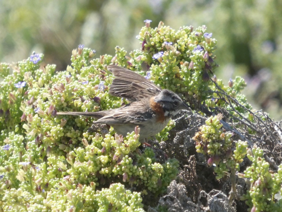 Rufous-collared Sparrow - ML644447240