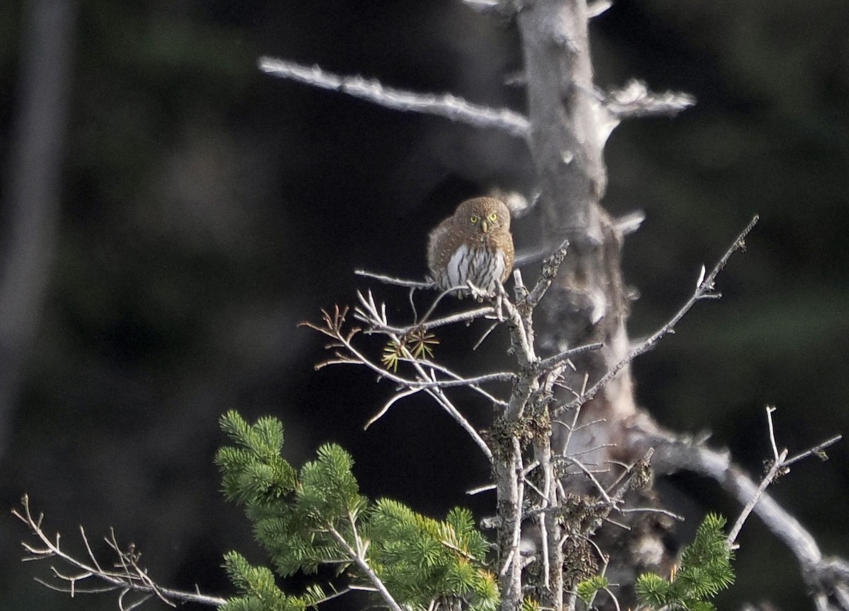 Northern Pygmy-Owl - ML644447251