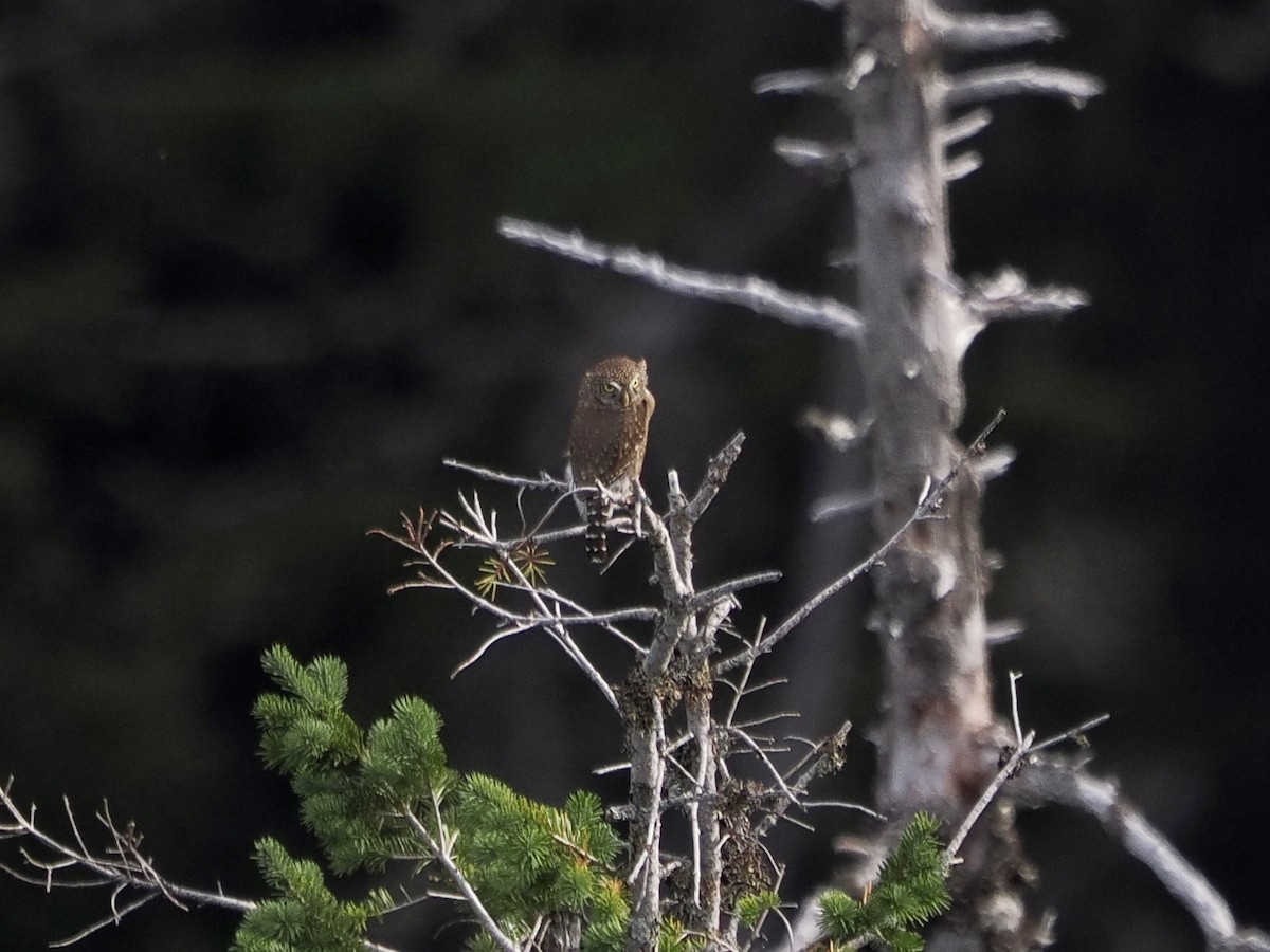 Northern Pygmy-Owl - ML644447252