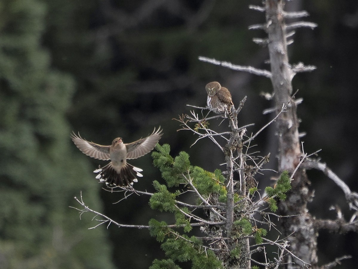 Northern Pygmy-Owl - ML644447253