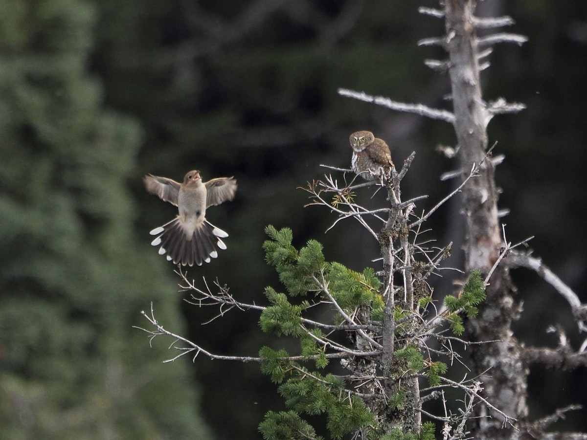 Northern Pygmy-Owl - ML644447254
