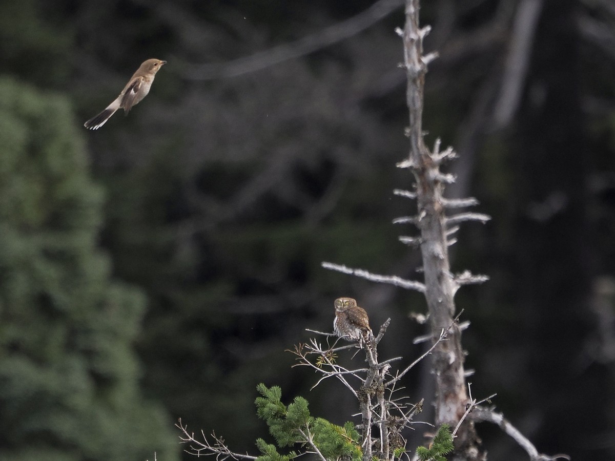 Northern Pygmy-Owl - ML644447255