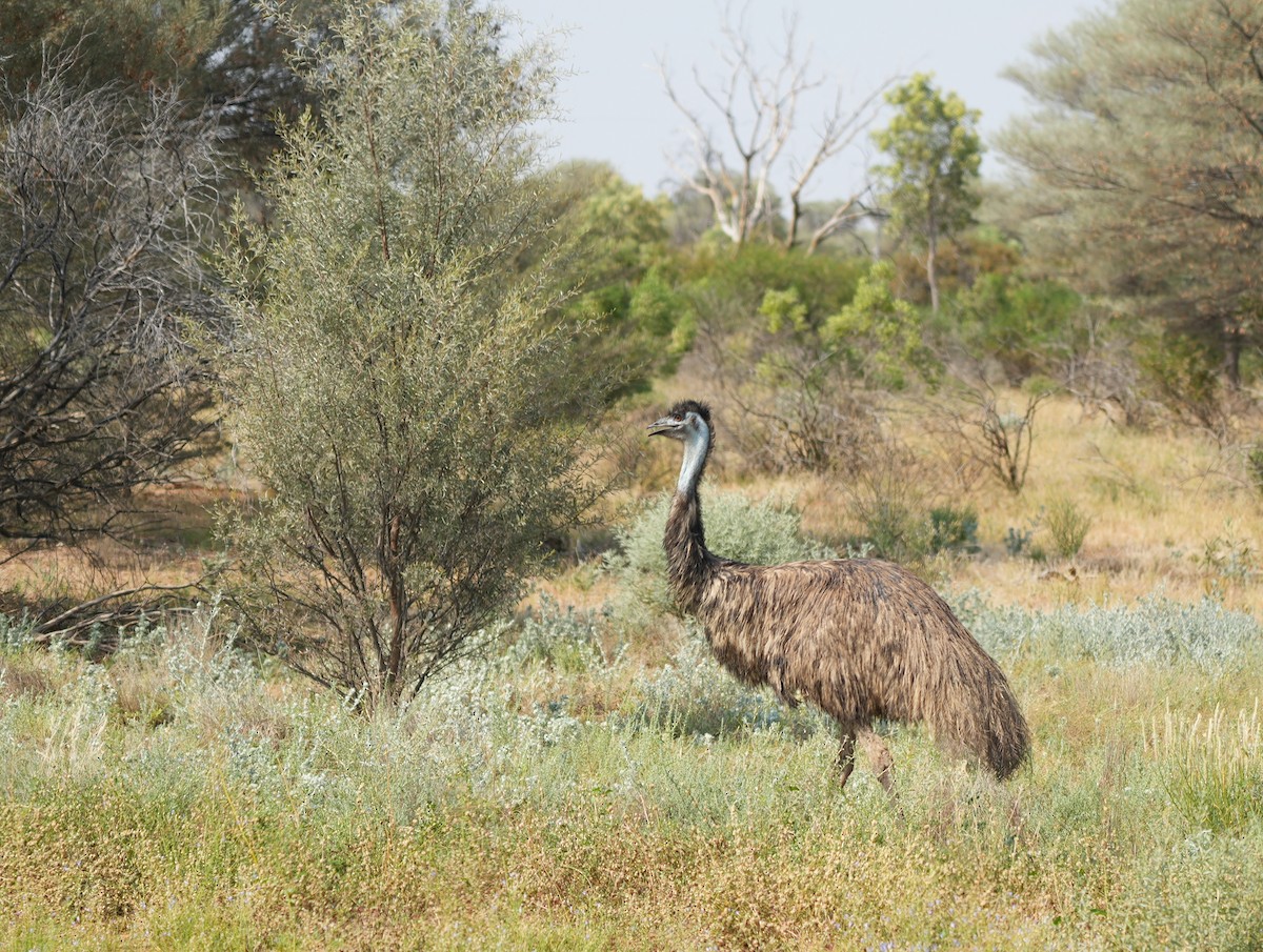 Émeu d'Australie - ML644447263