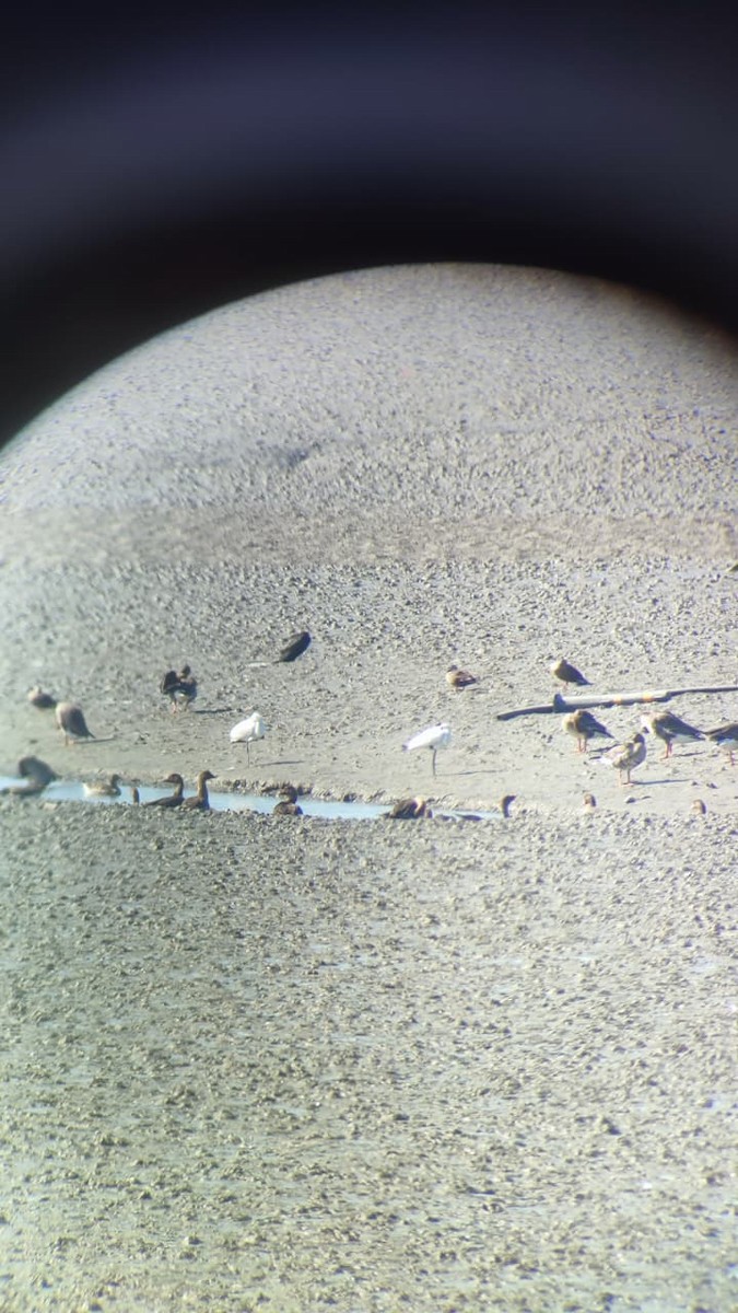 Petite Spatule - ML644447275