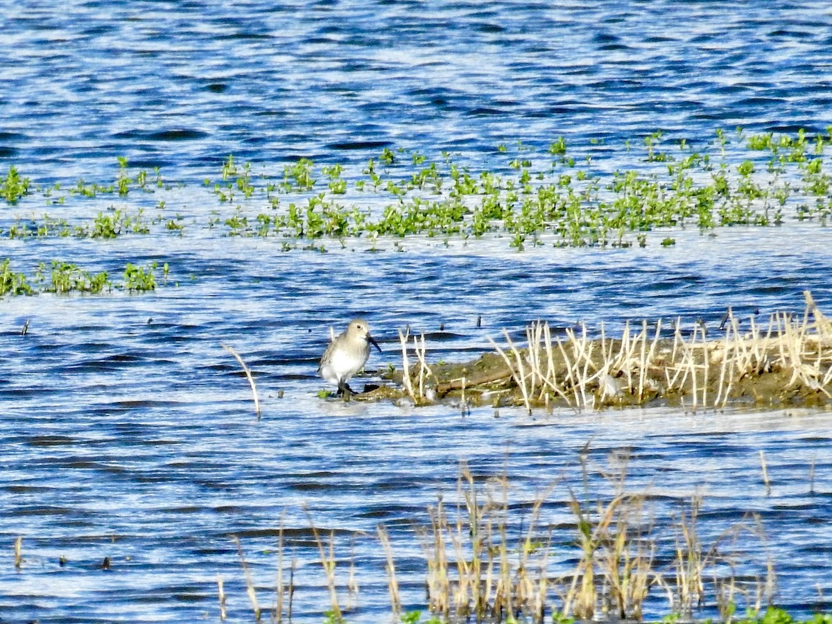 jespák obecný - ML644447276