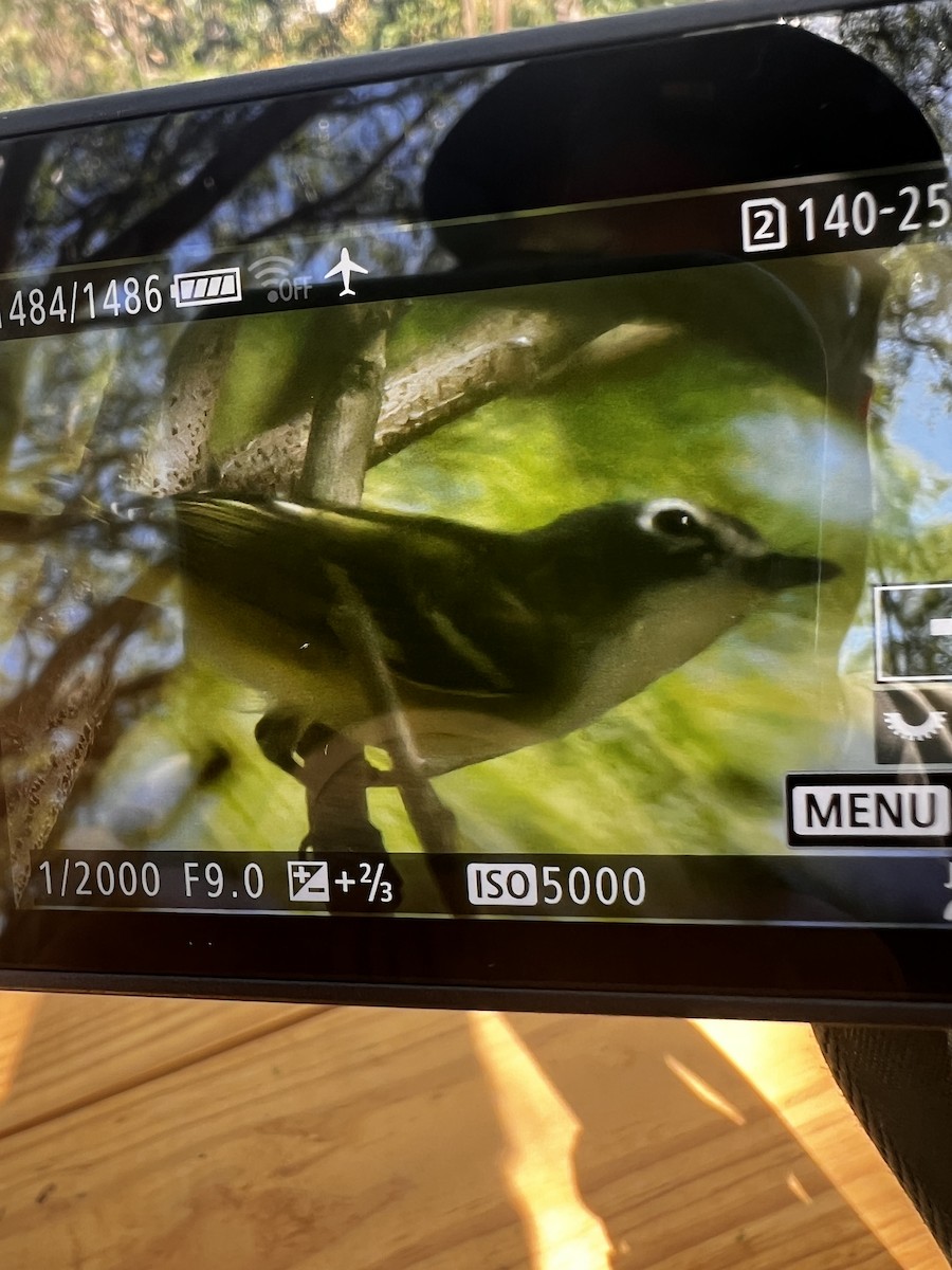 Blue-headed Vireo - ML644447277