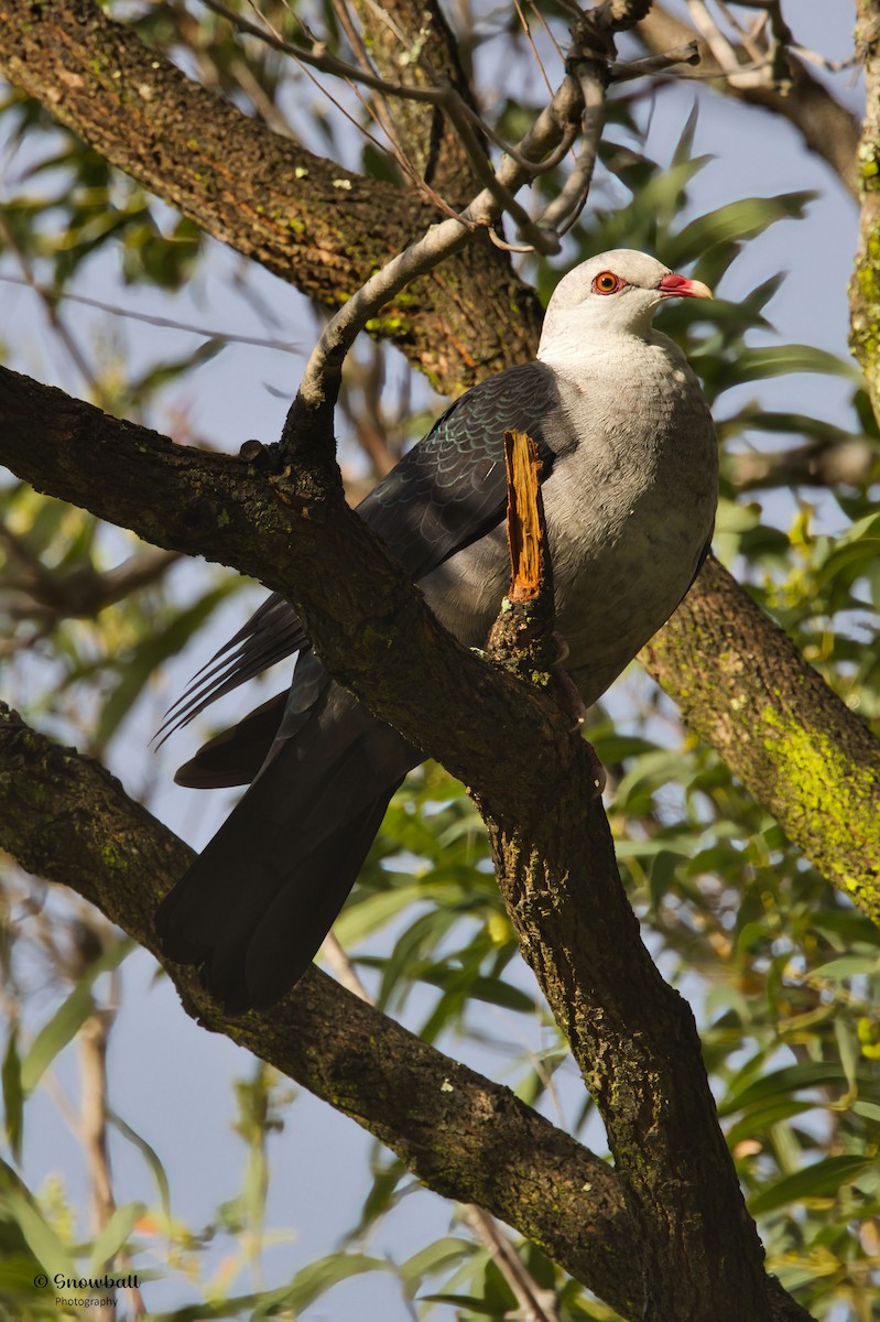 holub běloprsý - ML644447300