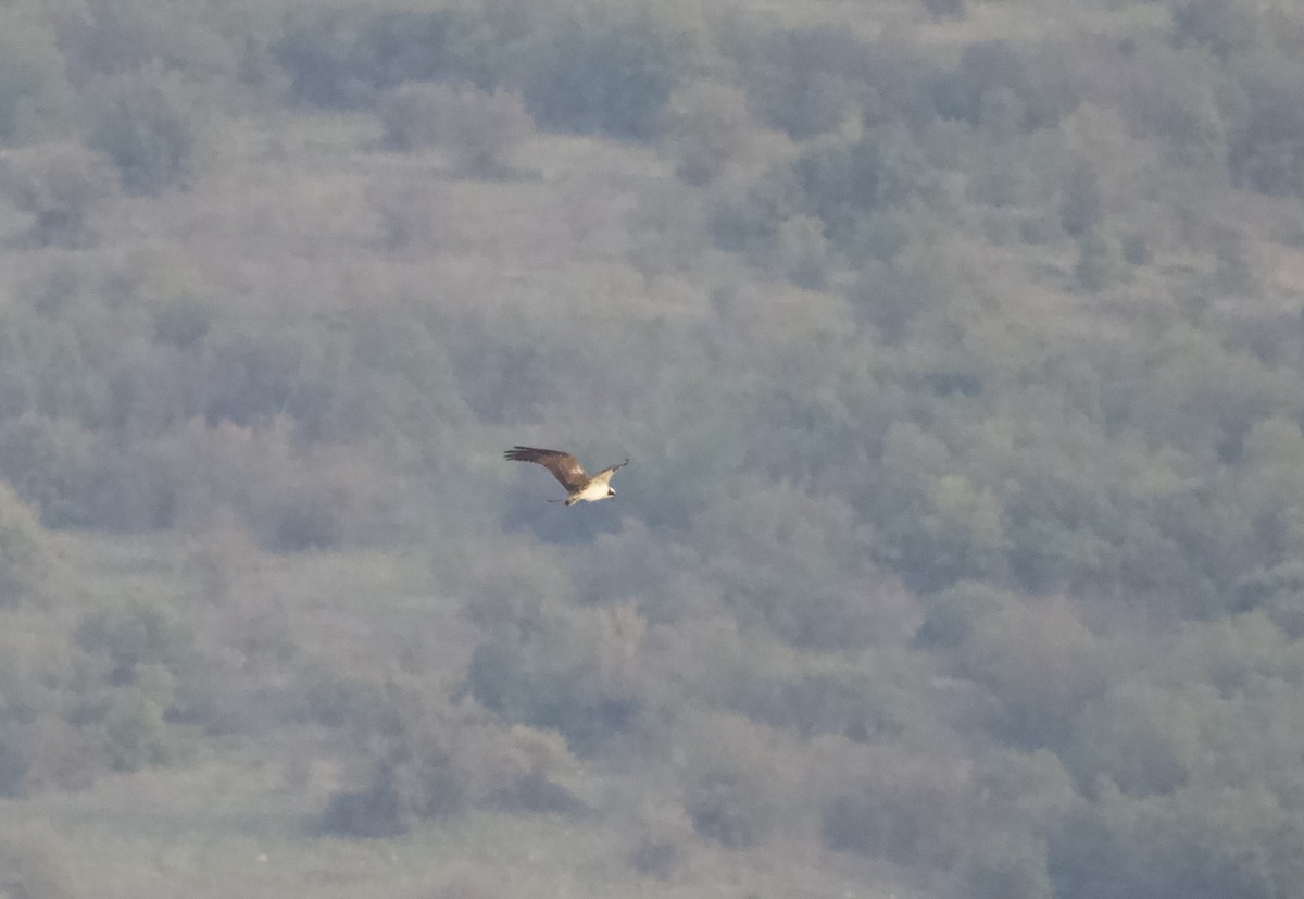 orlovec říční - ML644447313