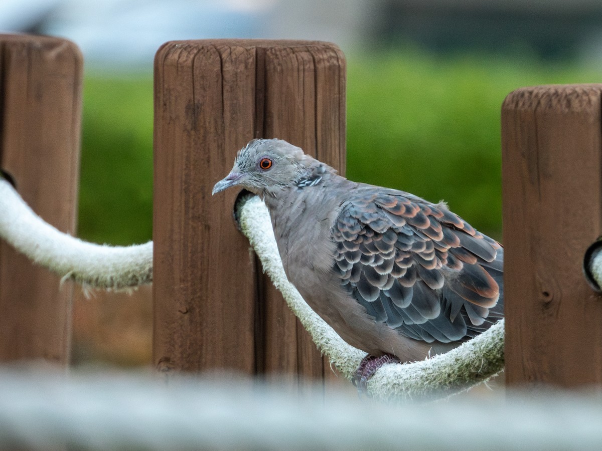 Oriental Turtle-Dove - ML644447314
