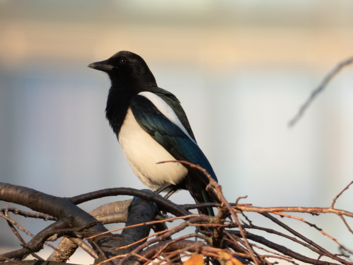 Oriental Magpie - ML644447317