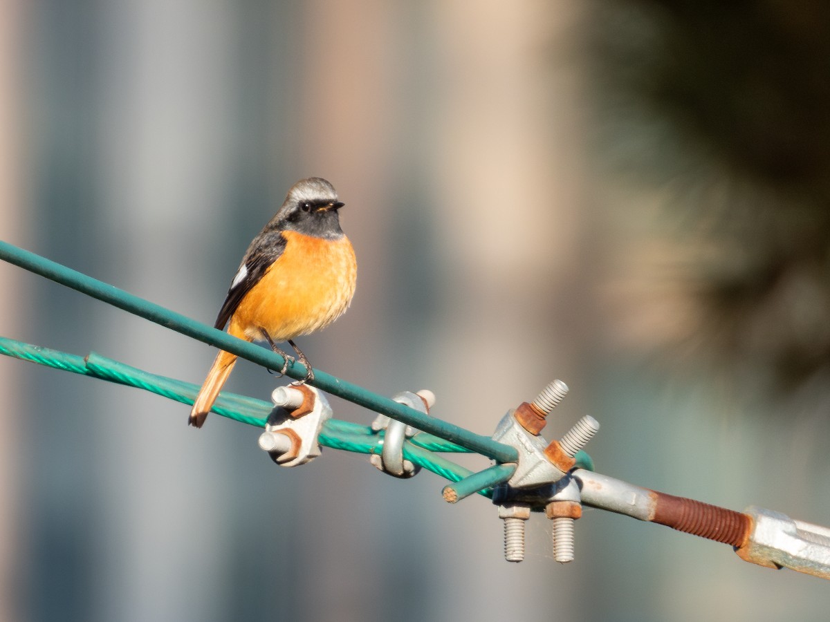 Daurian Redstart - ML644447318